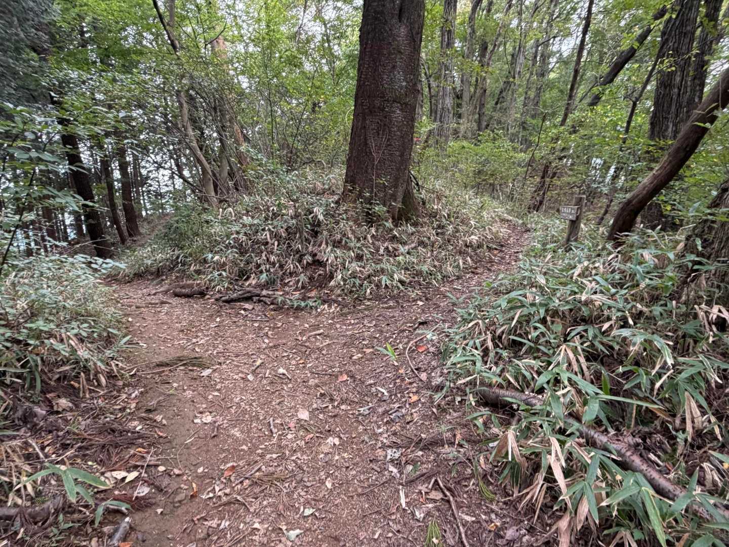 矢ノ根山に行くには
ここの分岐を左にまず少し行ってから
すぐまたある分岐を右に行くそうです。
YAMAP地図のコメントに注意コメントあり
有難いです