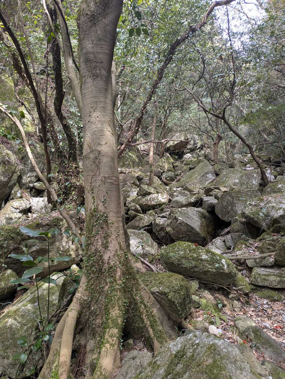 苔むしてて、森が深くなってきた！
屋久島ぽいな🌳
