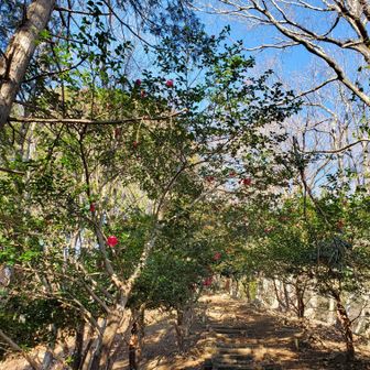 山茶花🌼まだ残ってました🙌