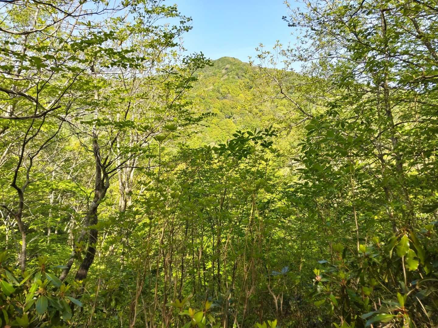 蟹の目山遠望、まだ遠い。