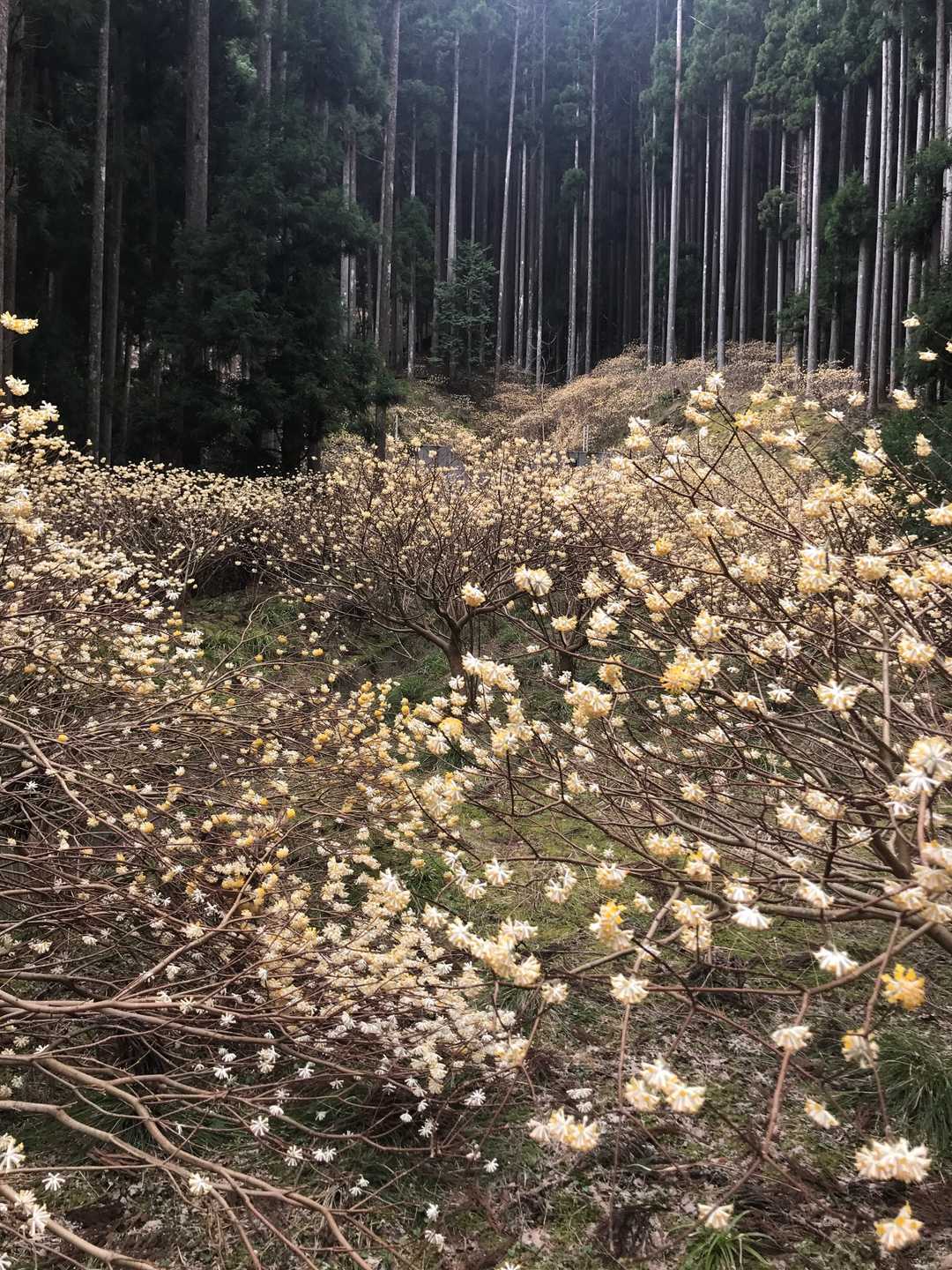 さすが和紙の里。ミツマタがあちこちに沢山ありました。