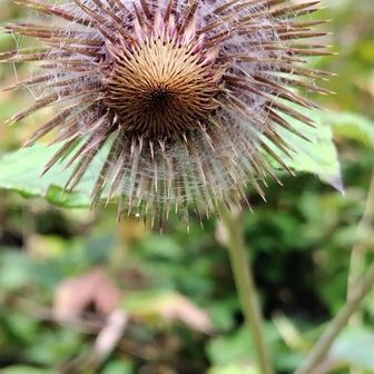 オヤマボクチ。花の周りに細い綿毛あるが、これを火おこしの材料にするらしい。
