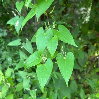 2本目は登山道脇の草花に目を移し・・・

