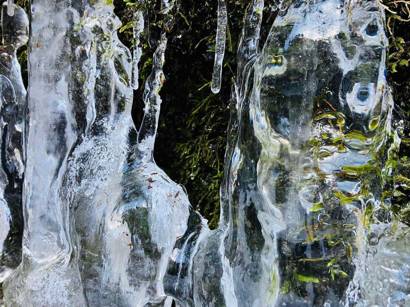 苔の上に薄い氷