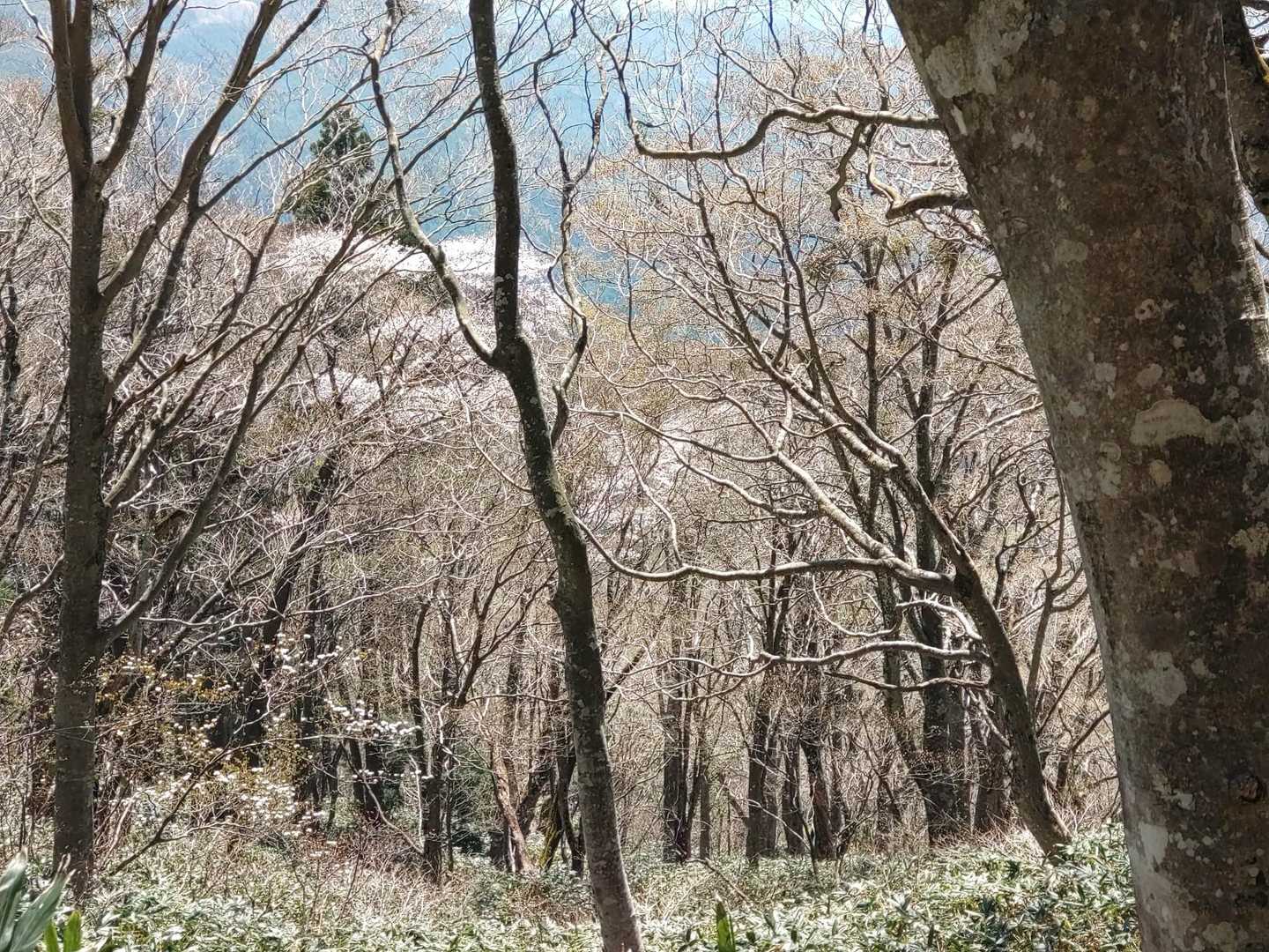 桜🌸ブナ 