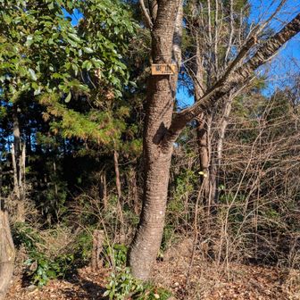 東山。ここはセブンサミッツには入りません❌️
ここも登山道から脇道入って急登上がらないとピークはとれないです😌