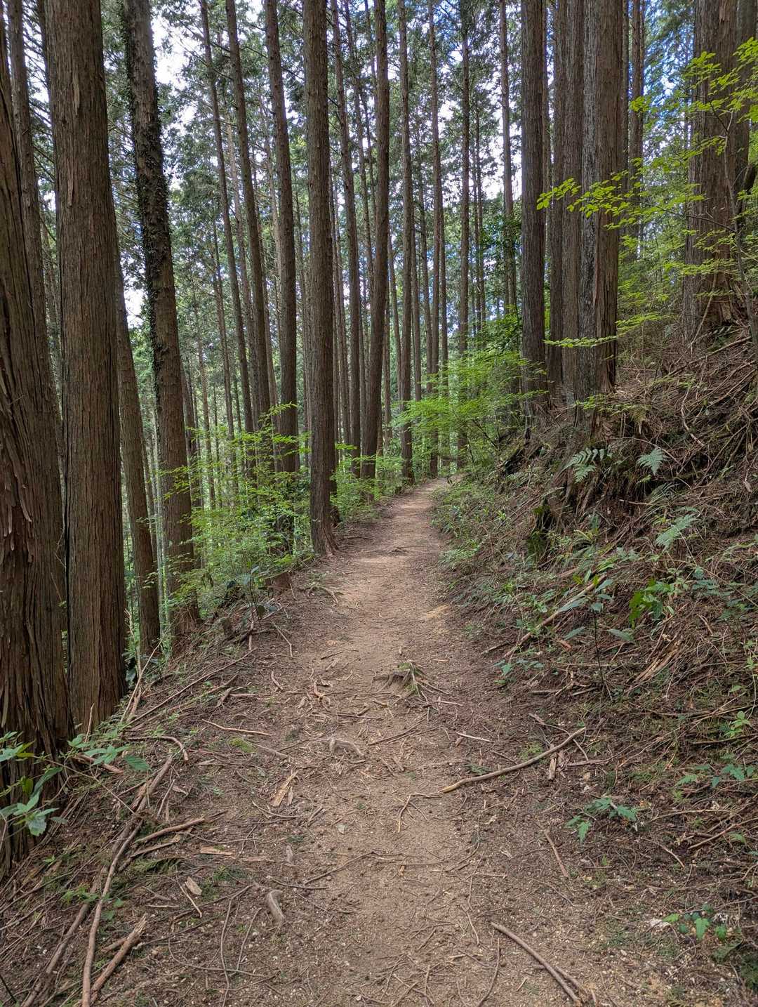 平坦🎶