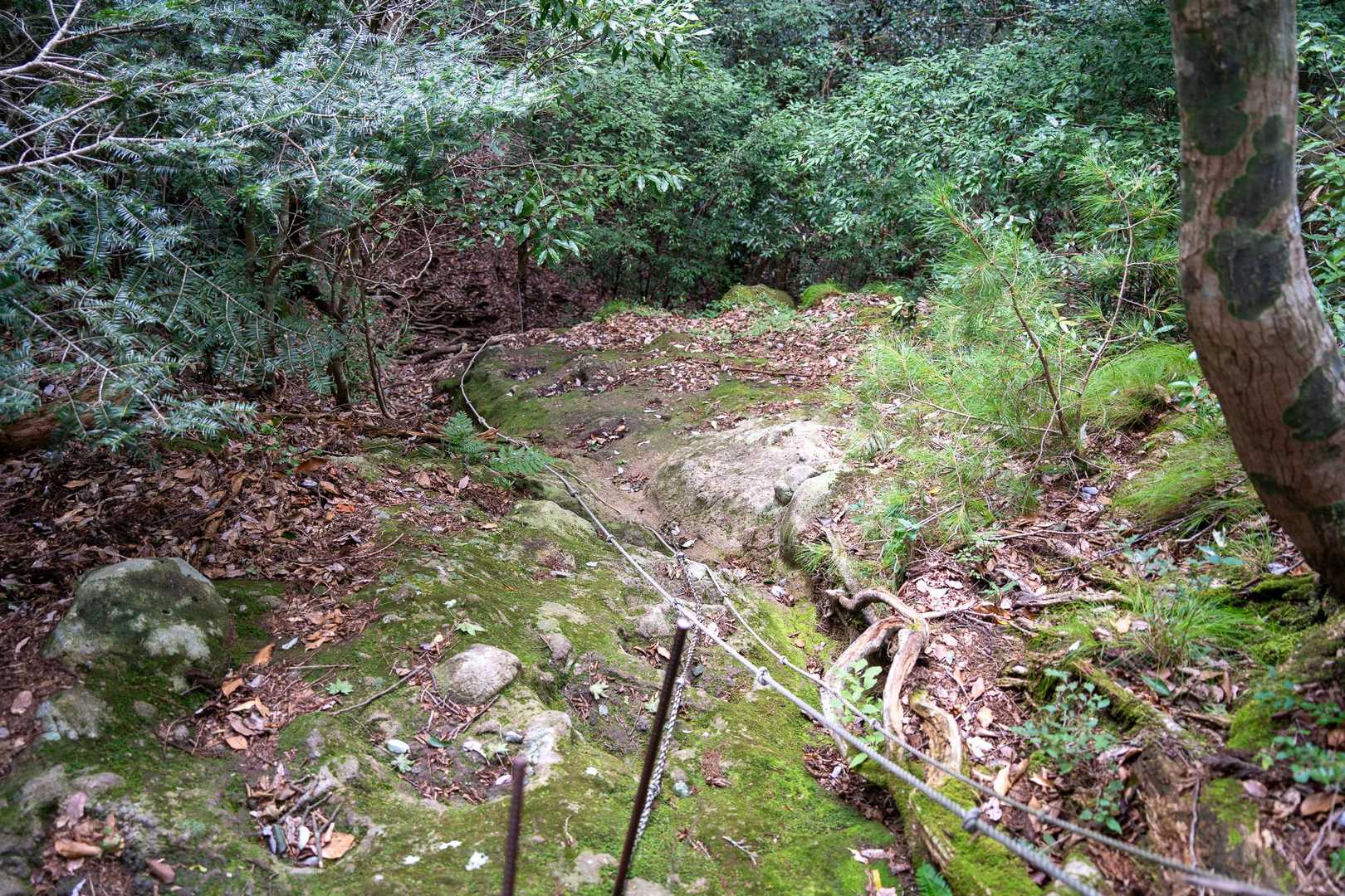 鬼杉に向かう途中のロープ場。
写真だと緩く見えますね。