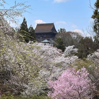 吉水神社⛩️から