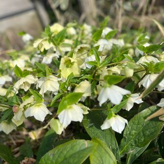 ハルサキクリスマスローズ