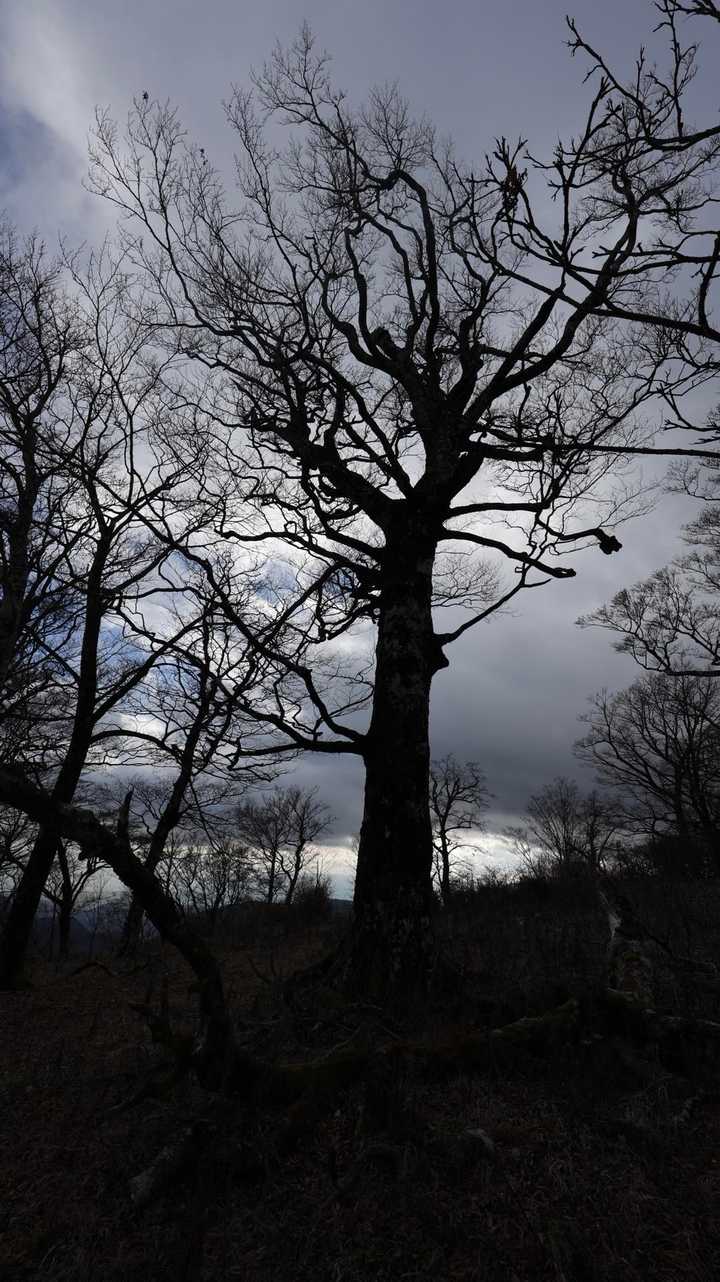 丹沢主脈縦走（檜洞丸•蛭ヶ岳•丹沢山•塔ノ岳•鍋割山） の写真 21