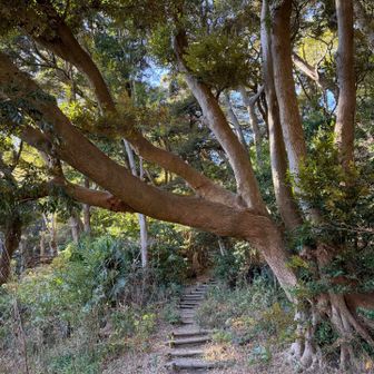 さてここから海岸離れてまたハイキングコース