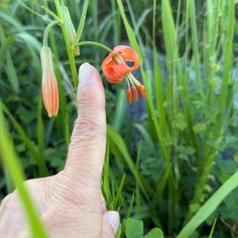 平尾台の百合はこんなにちっちゃいんです