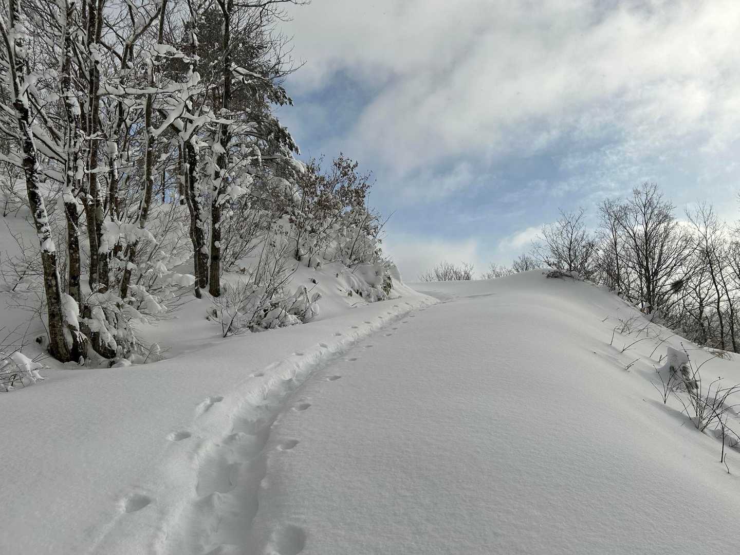 先行者のトレースあります。
