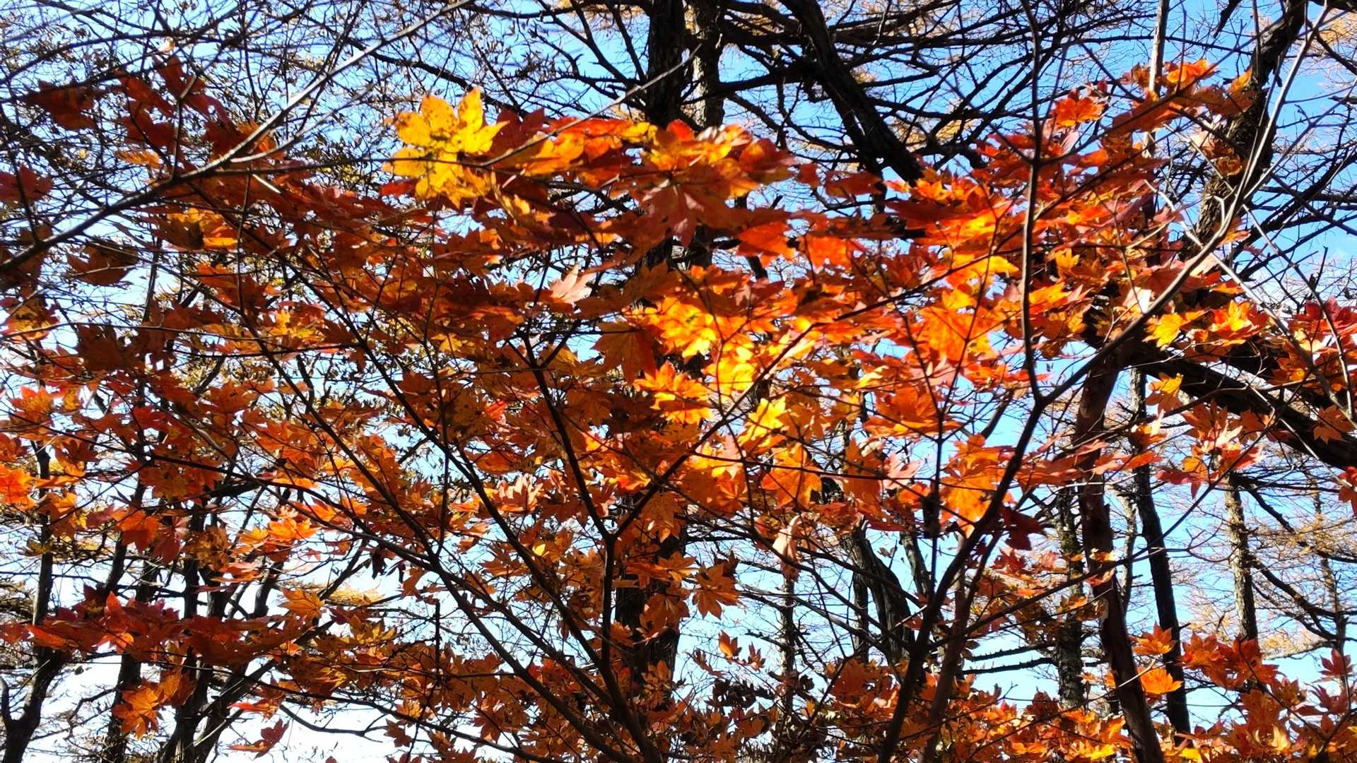 山頂付近に何本かモミジの紅葉がありました✨