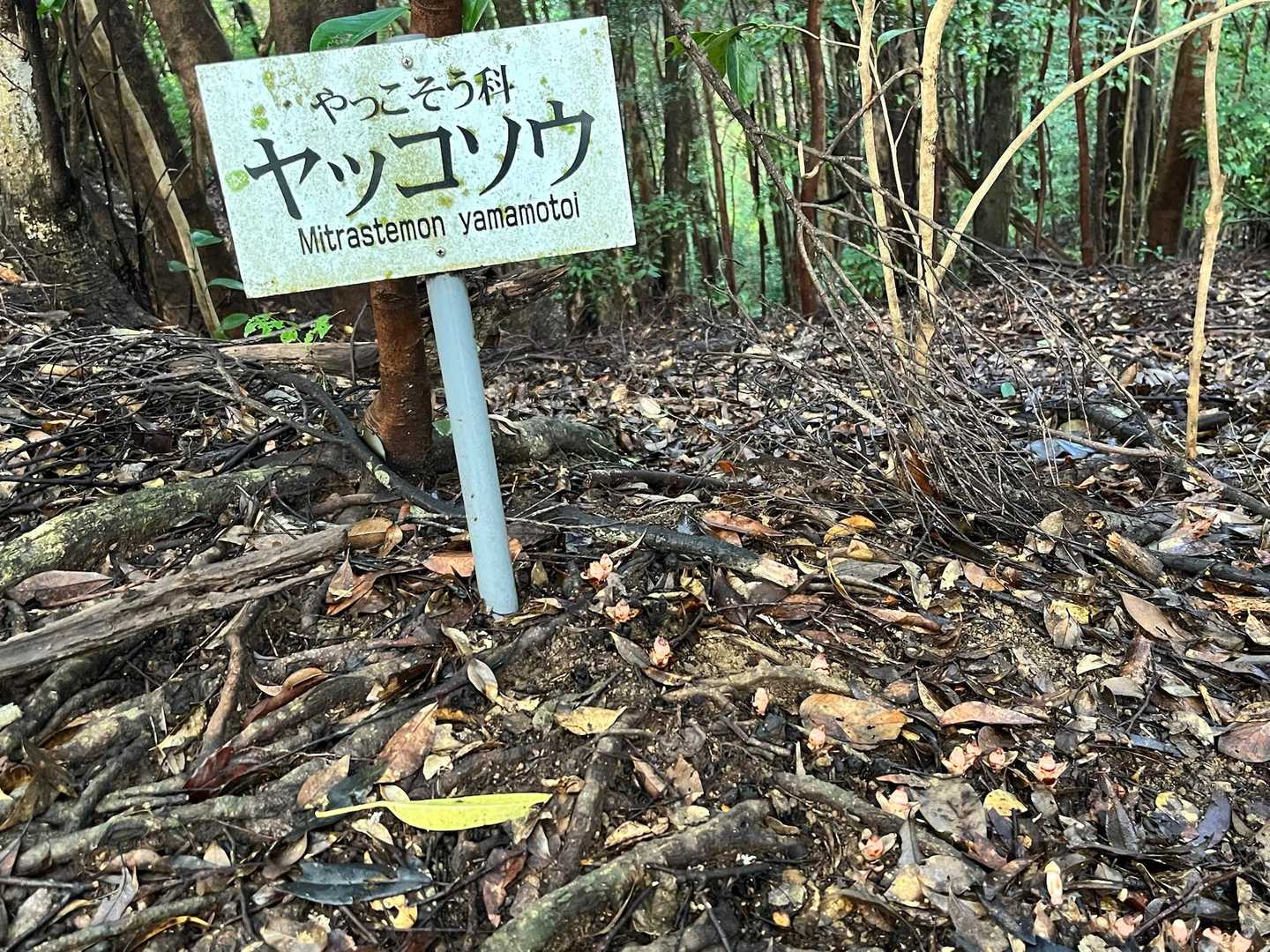 ベンチ-高房台-高房山 往復コースの写真