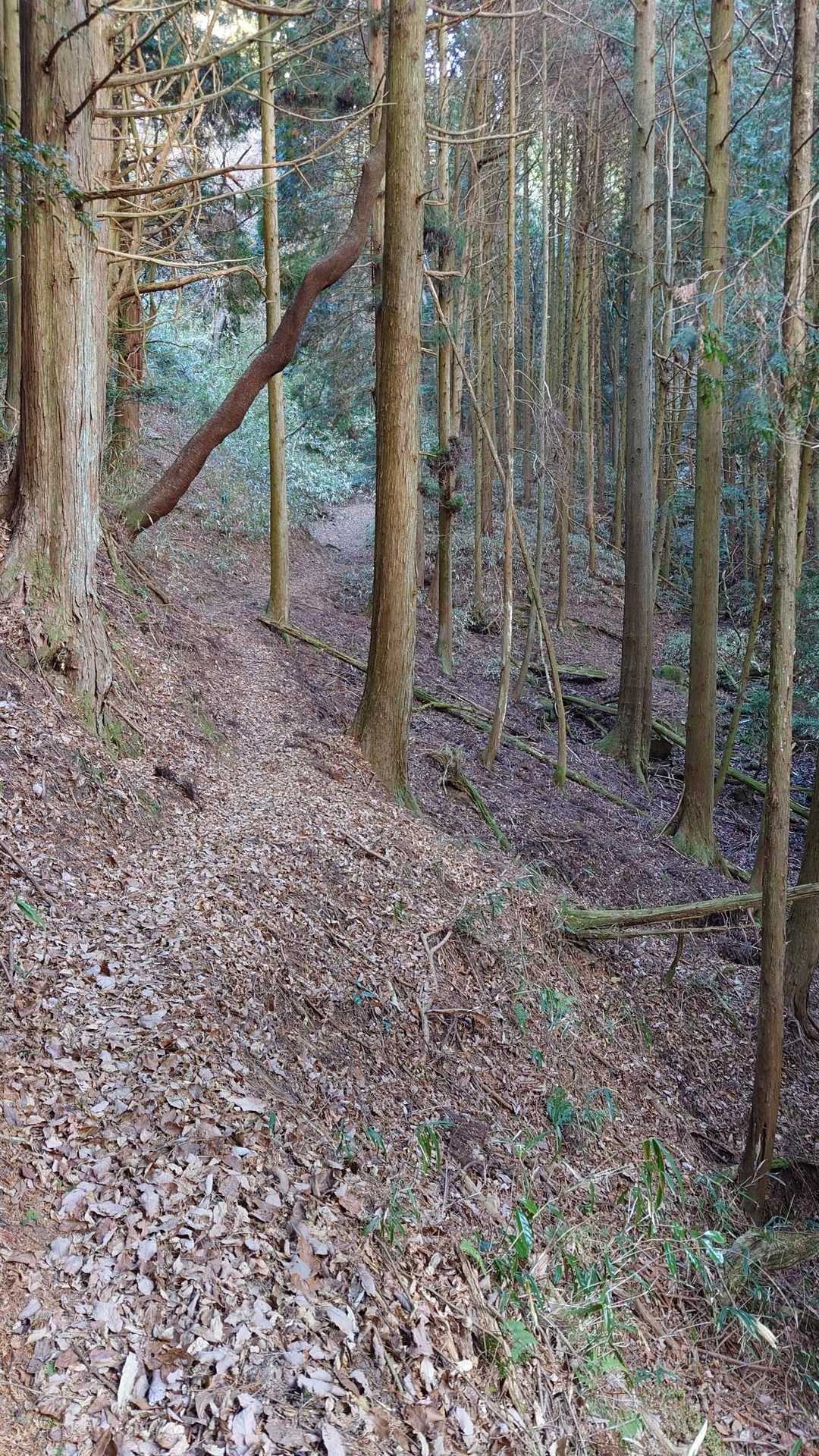 進んで行きますよ🧑‍🦯