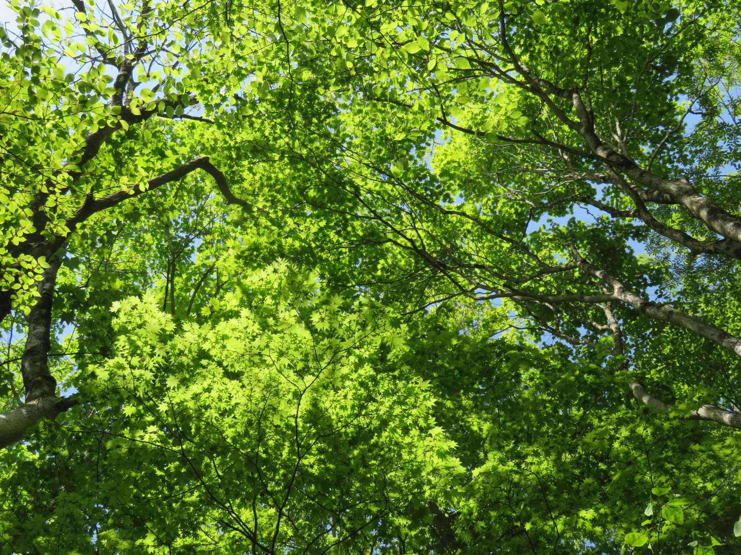 新緑が瑞々しくてとっても綺麗で爽やかなのにね🌿✨
虫さえいなければ最高ですよ✨