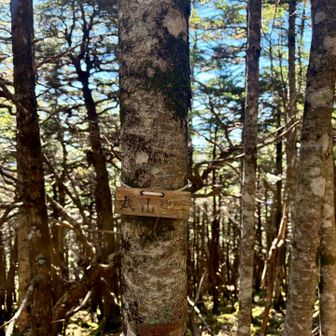 大日小屋を過ぎて丸山に到着⛰️
樹林帯なので景観なし。
小さい看板のみです🪧