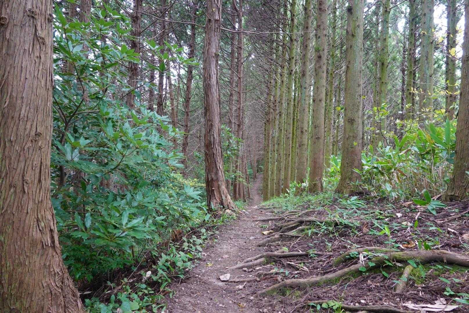 ココは好きな道🌲🌲🌲