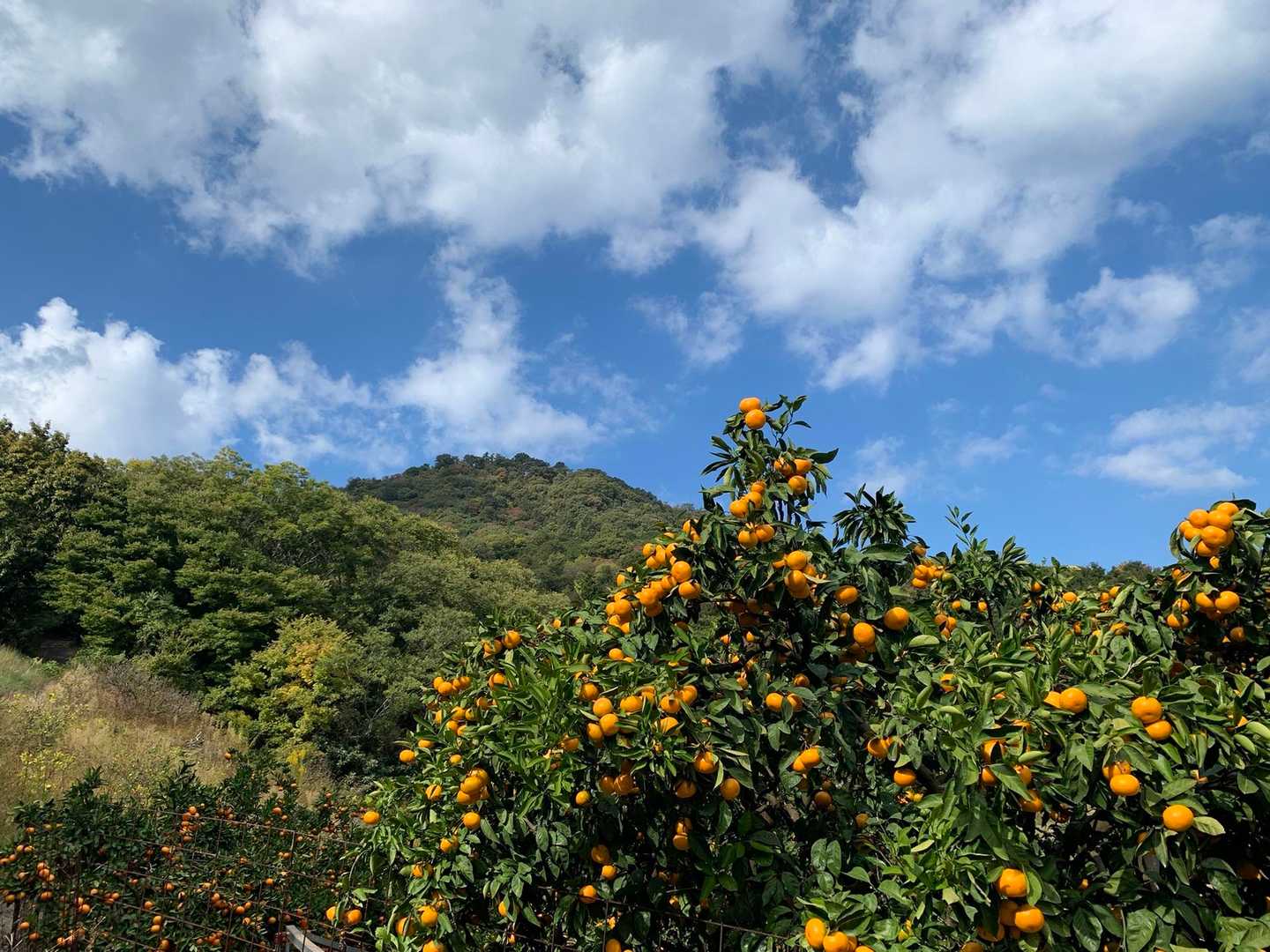 帰り道にみかん🍊と勝賀山にさようなら👋