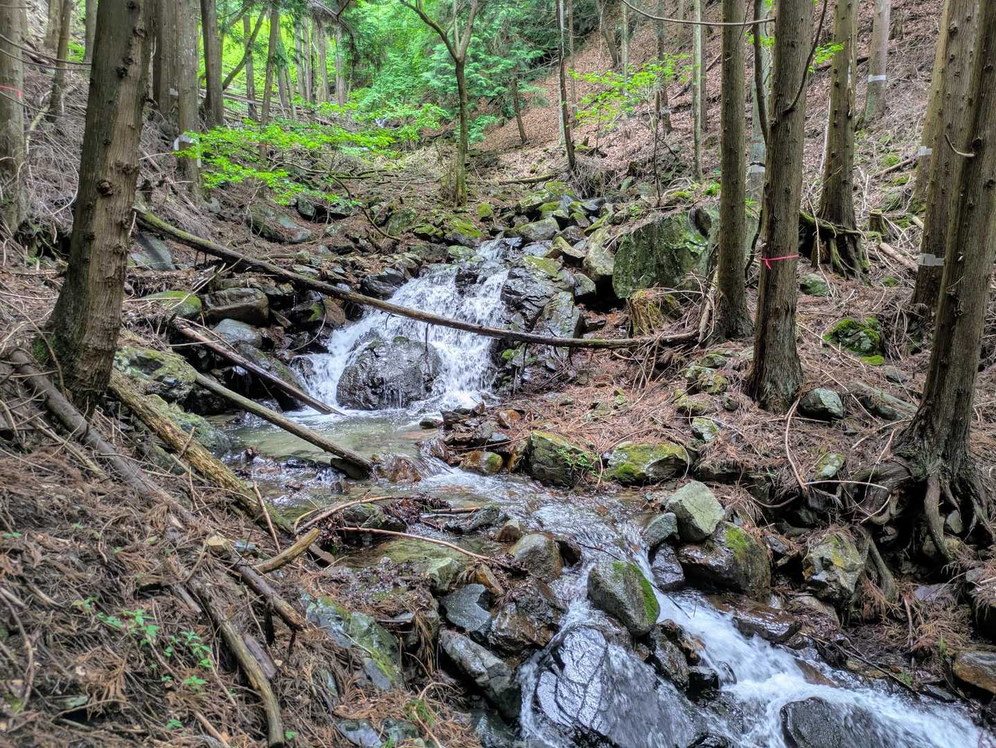 滝もところどころ。滝子山だけに。昨日の雨もあってか水量多め (普段を知らないけれどたぶん) 。