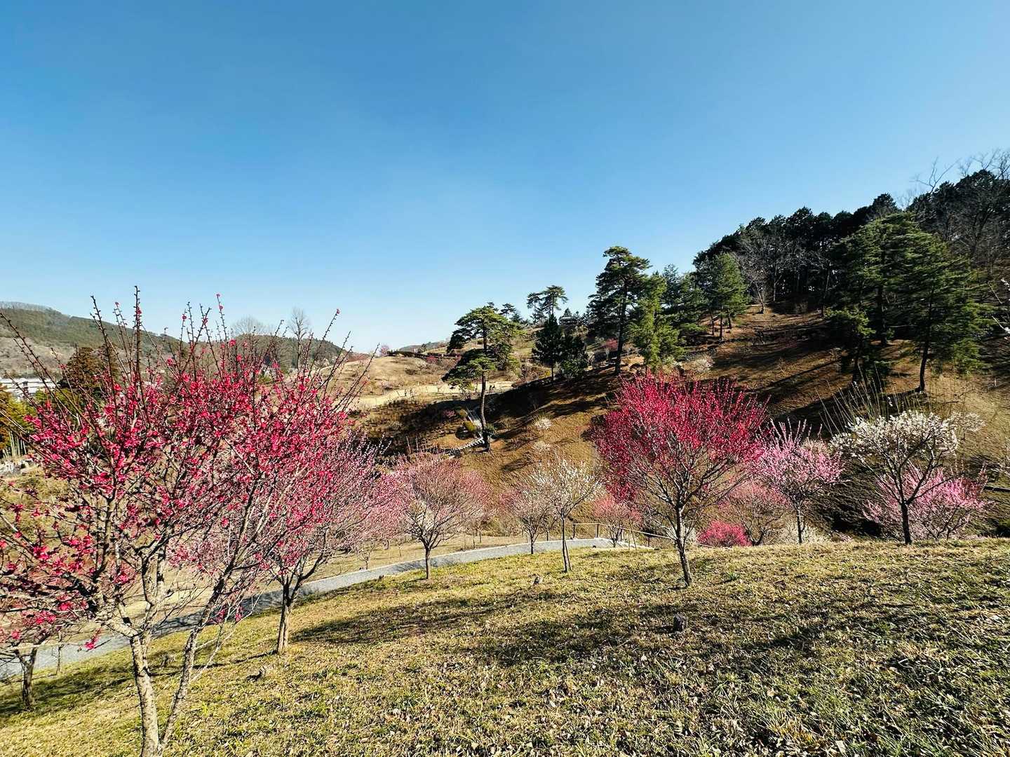 古里駅-中ノ棒山-大塚山-日の出山-梅野木峠-金比羅神社- 縦走コースの写真