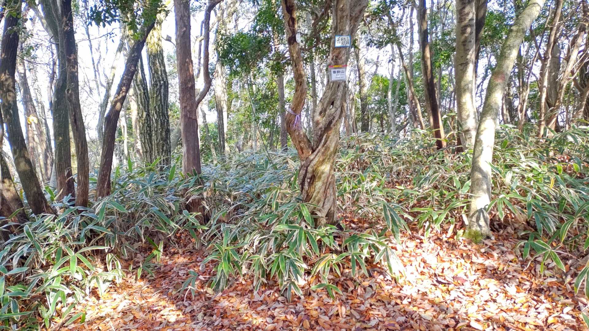 香酔山(こうずいさん)
ここからも道に迷うので、YAMAPまめに見ながらをお勧めします。