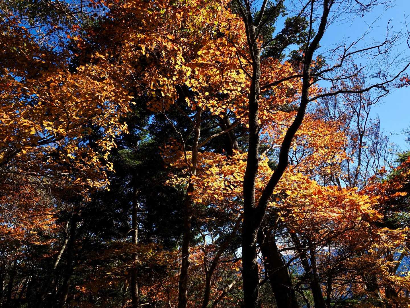 遊歩道入口-青崩峠-青崩の頭-前熊伏山-熊伏山 往復コースの写真