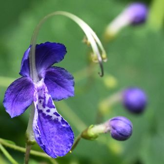 でも、この形がこの花の生存戦略
ハチたちが蜜を吸おうと花の下の部分にとまります
そのときにその虫の重みで花が下を向き、その虫の背中に花粉をつけます
そして次の花に行って受粉を助けてもらいます