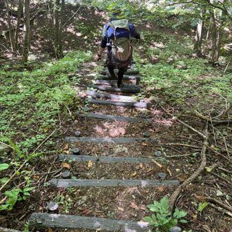 ここで林道の中に入り、沢ショートカット！この階段が目印！