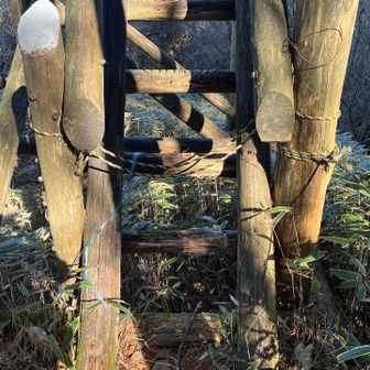 🐯ロープで立入禁止🤪