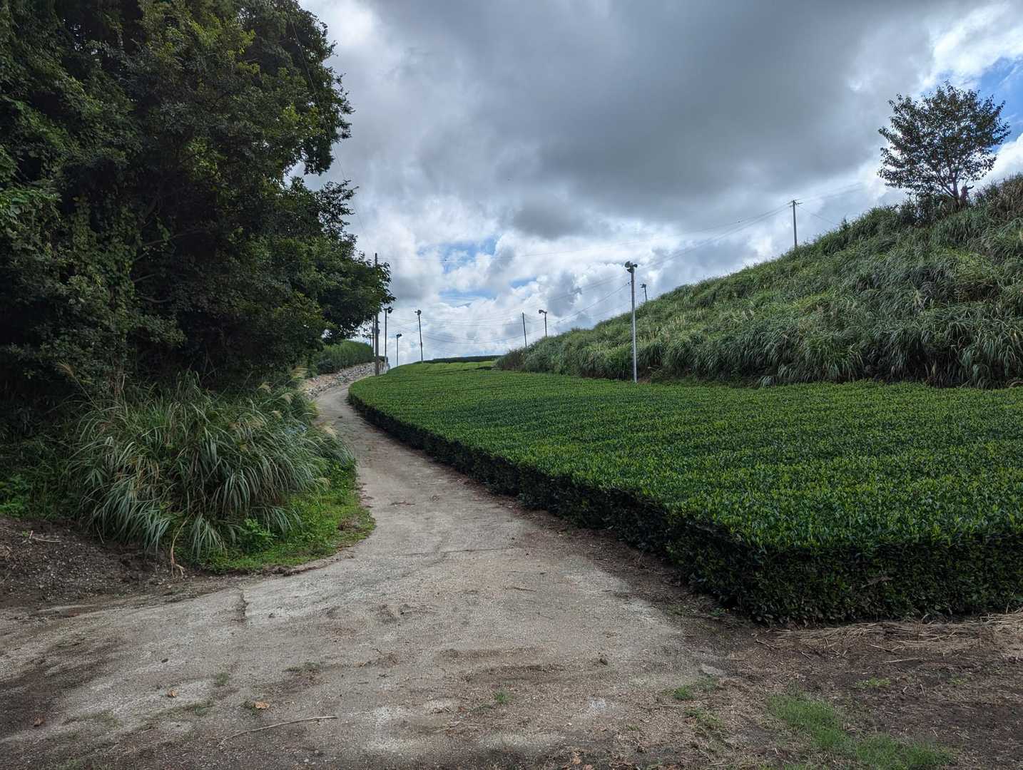 茶畑が広がります