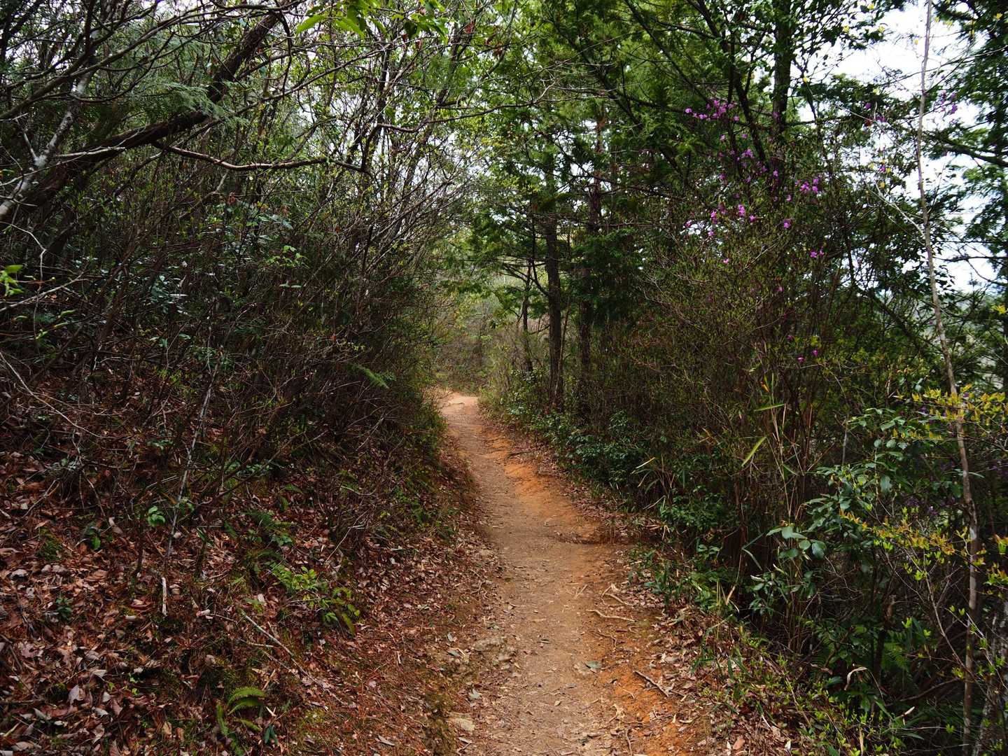 いよいよ登山道ですが、歩きやすい道です。