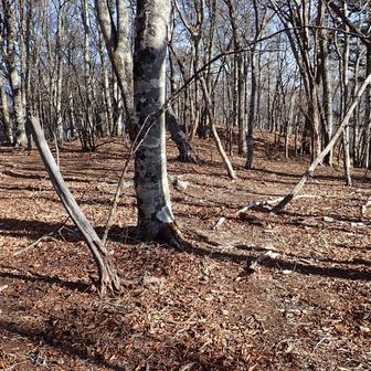 この辺りは暫しなだらか