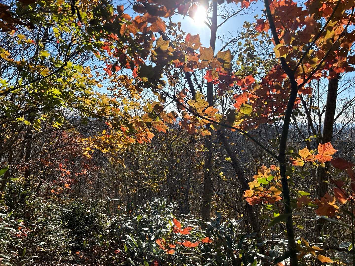 🍁