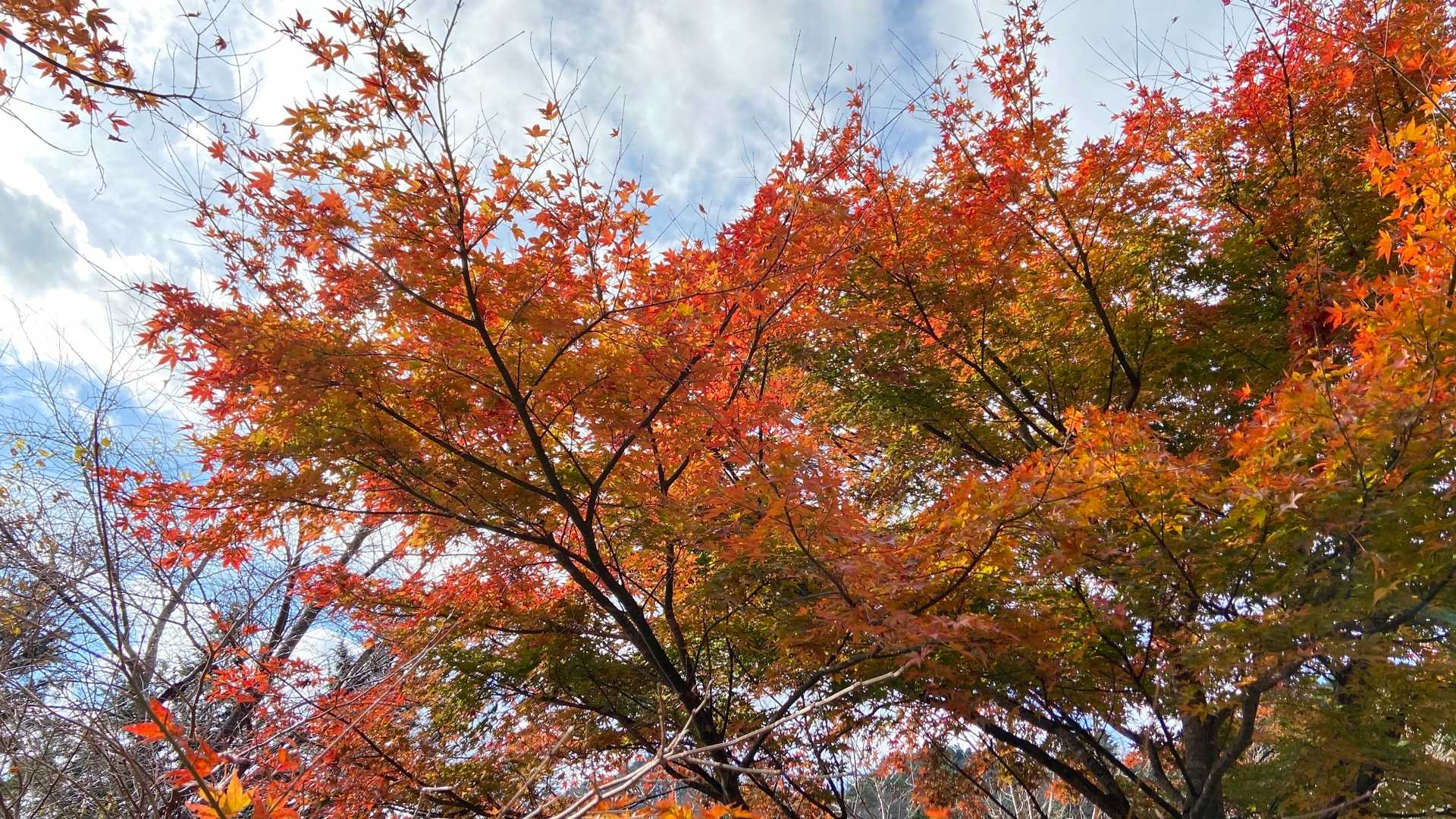 大雄山最乗寺発着｜明神ヶ岳周回コースの写真