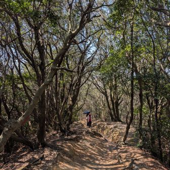 ウバメガシ～！