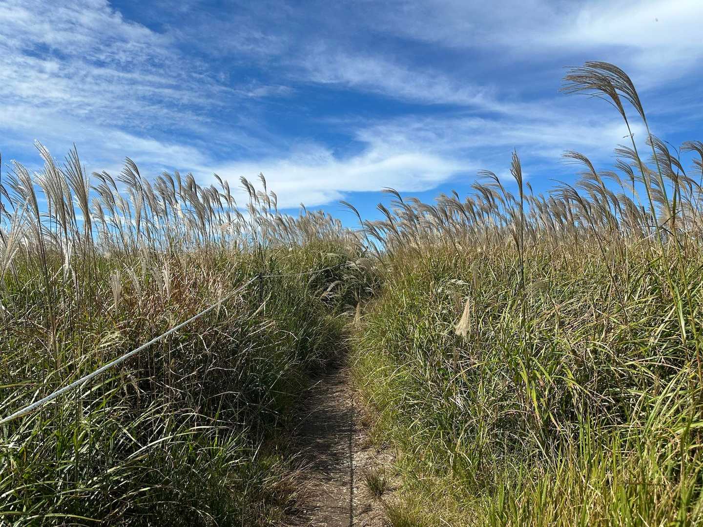ススキの小径を歩いて…🌾