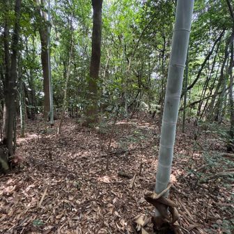 権現山頂上付近、三角点や目印は見当たりませんでした。