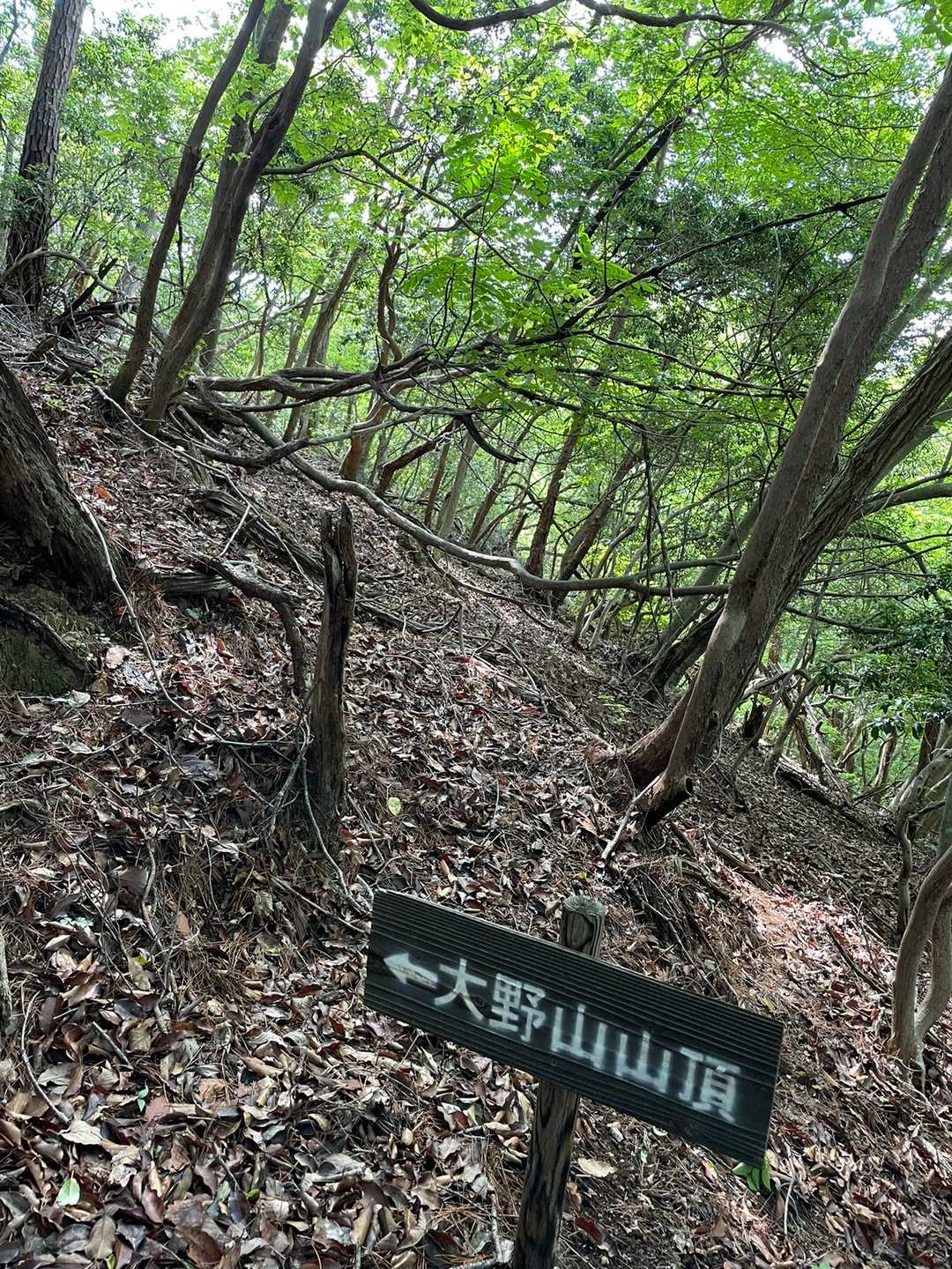 ふかふか道
落葉🍂路線