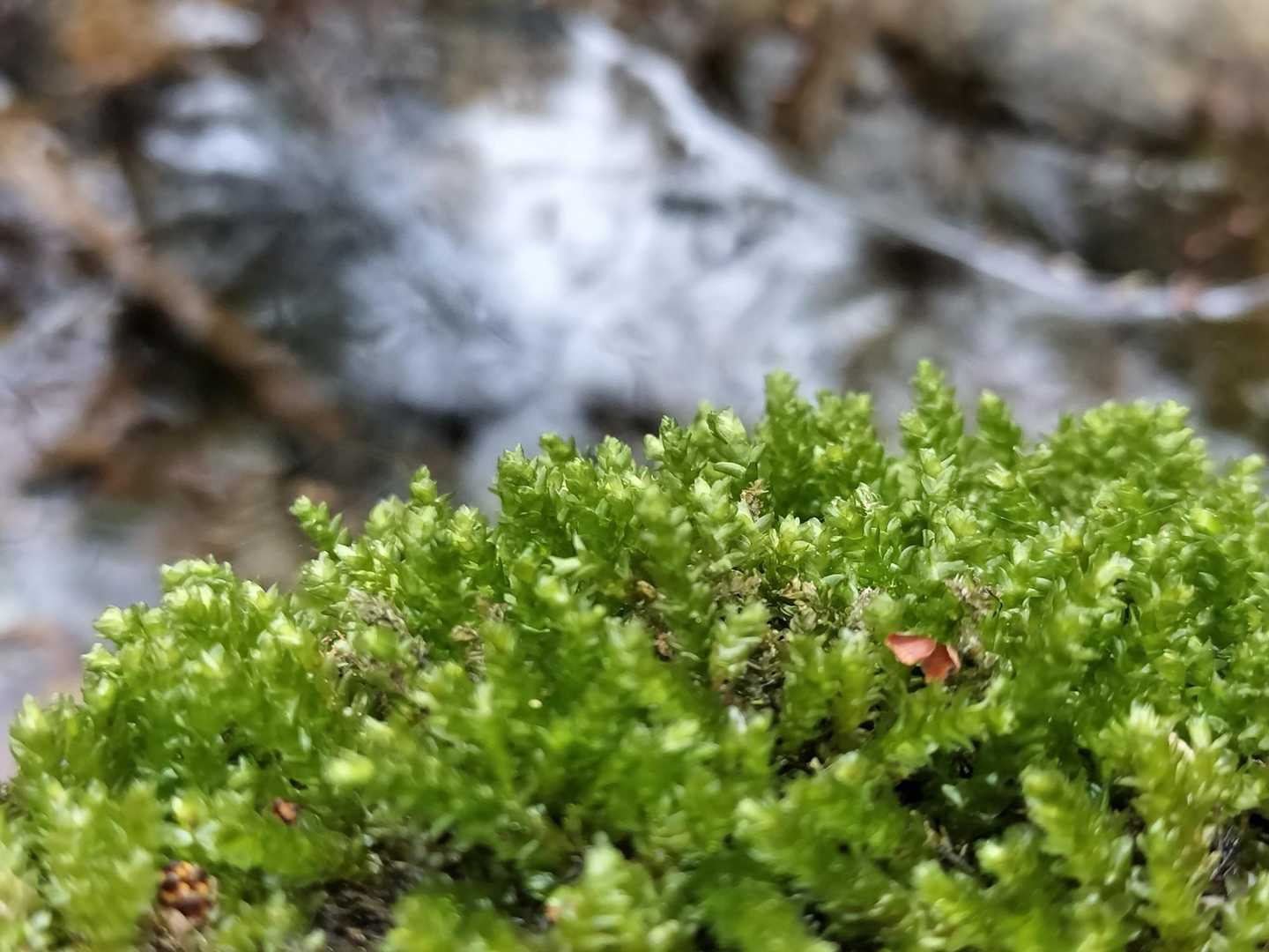もふ活🌱⋆｡