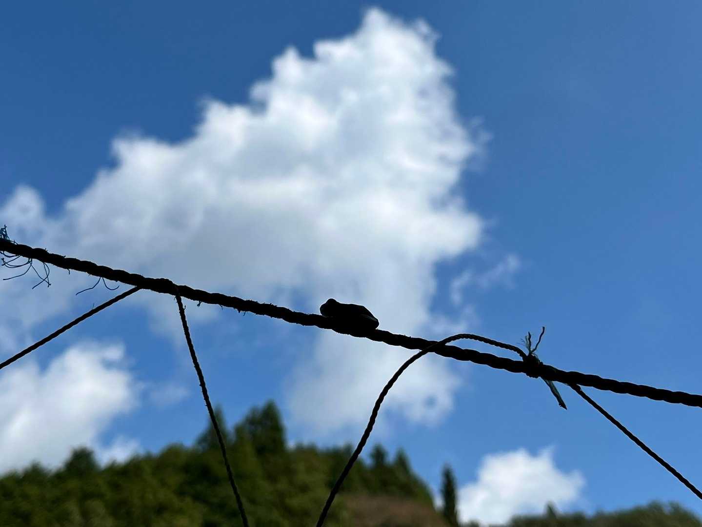 いつか空を飛ぶことを夢見るケロたん🐸