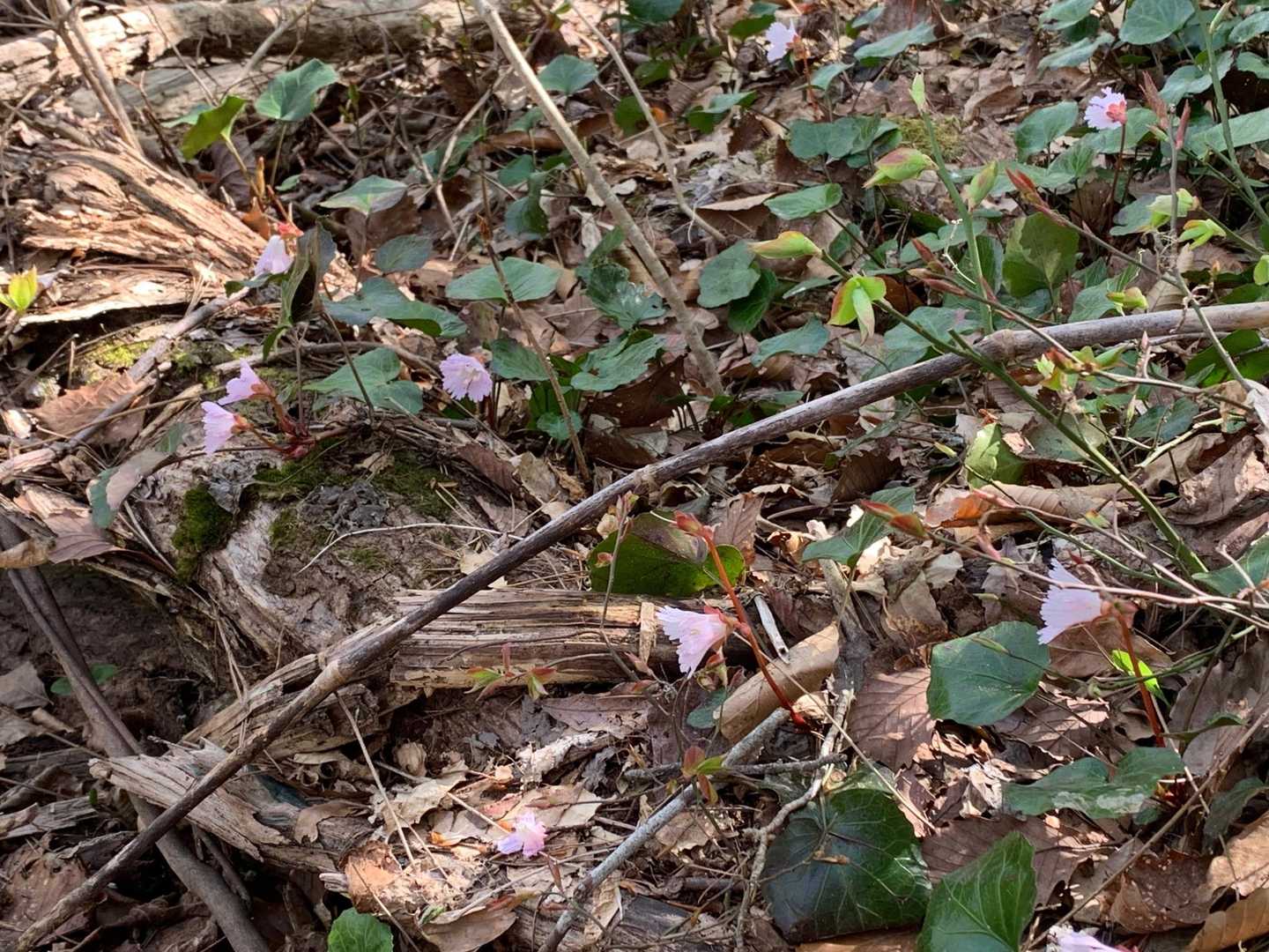 ちょっぴりイワウチワ咲いてたエリア。