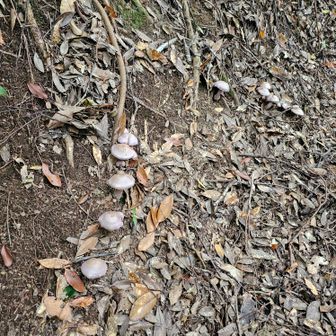 ハの字に並んだ🍄