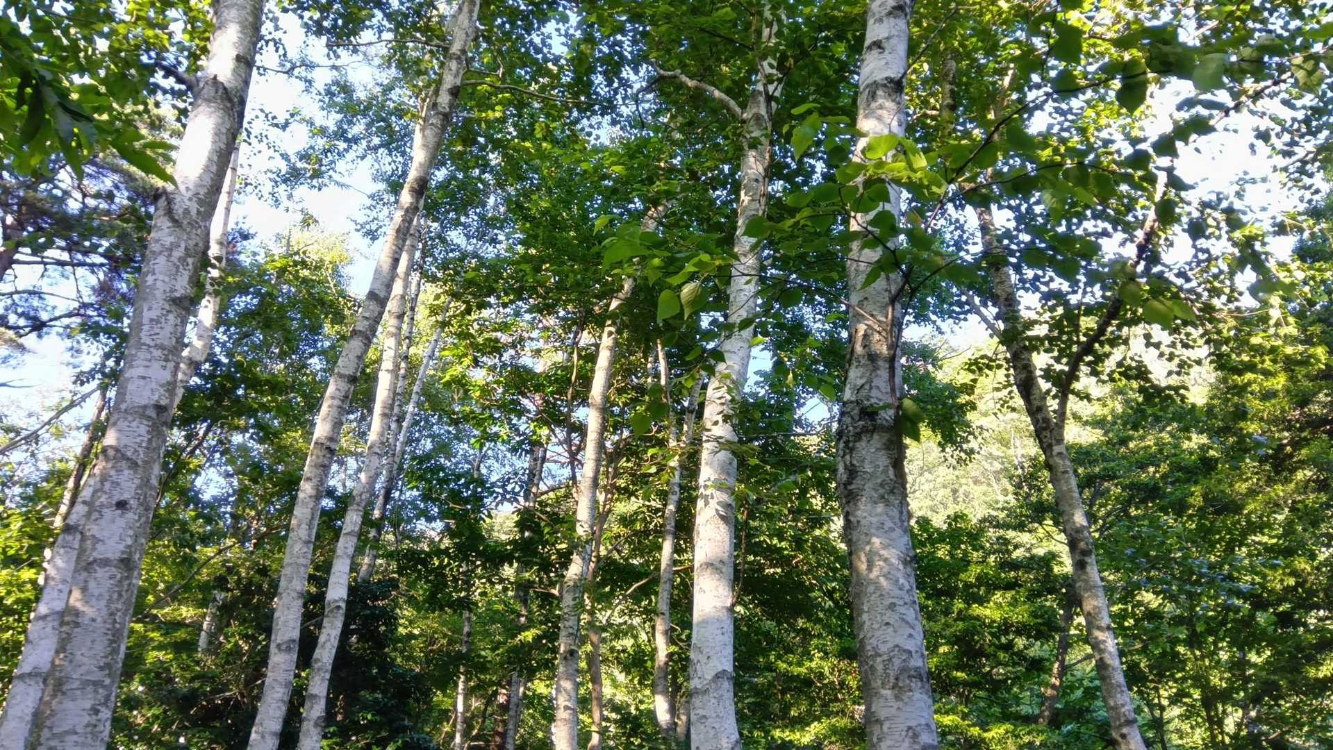 白樺🌳