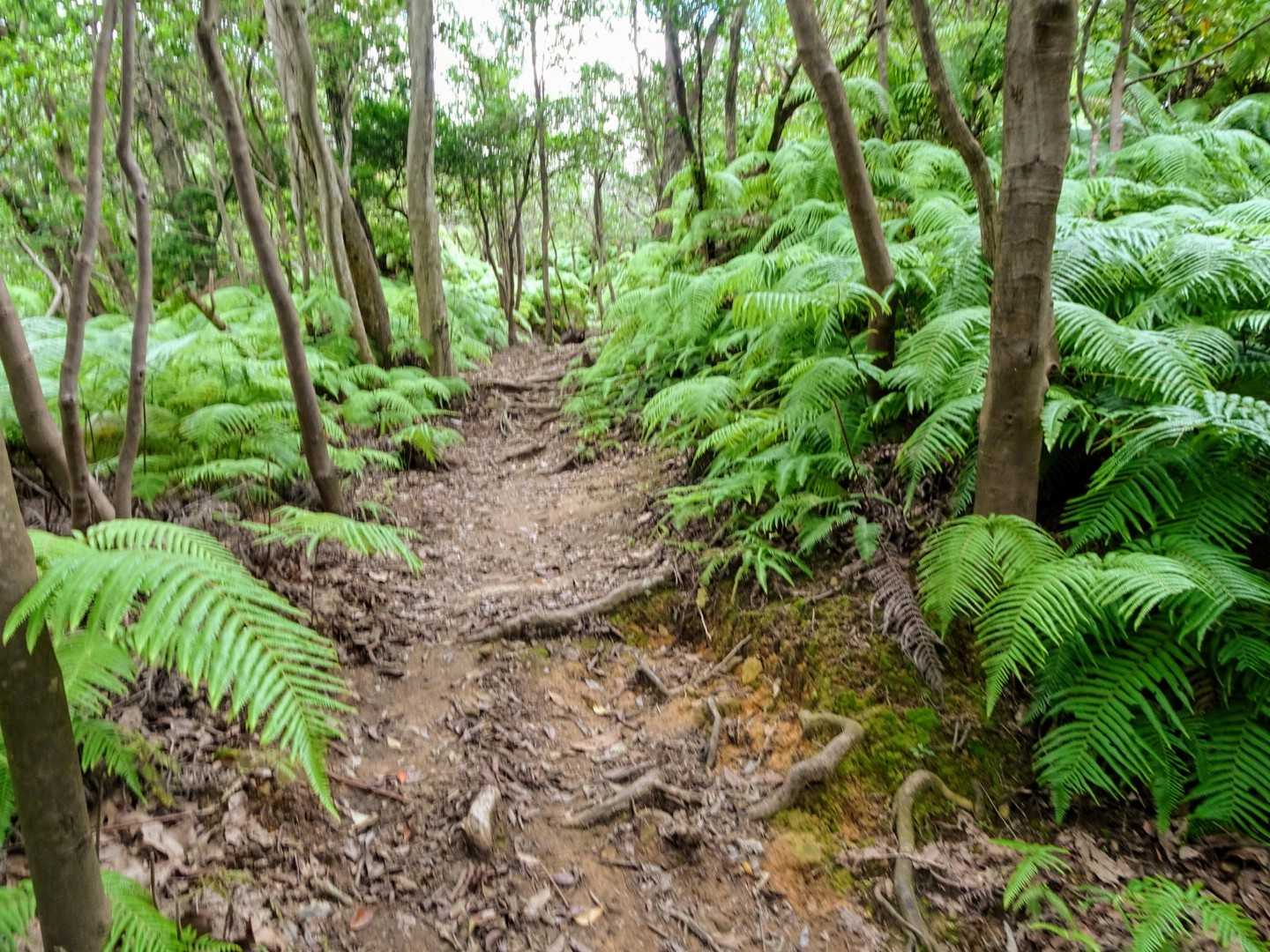 登山道に入ると滝汗💦 低山恐るべし😰