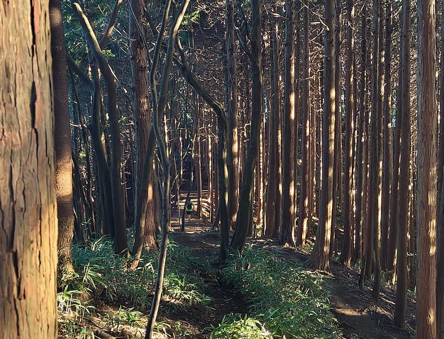 話しながら降りていると、山頂で挨拶したH野さんが風のように抜かして行きました😁。