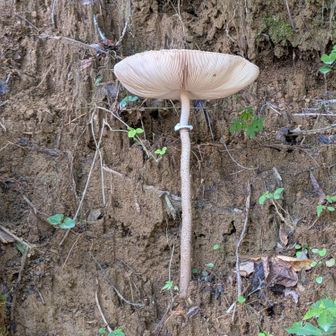 🍄カサダケ