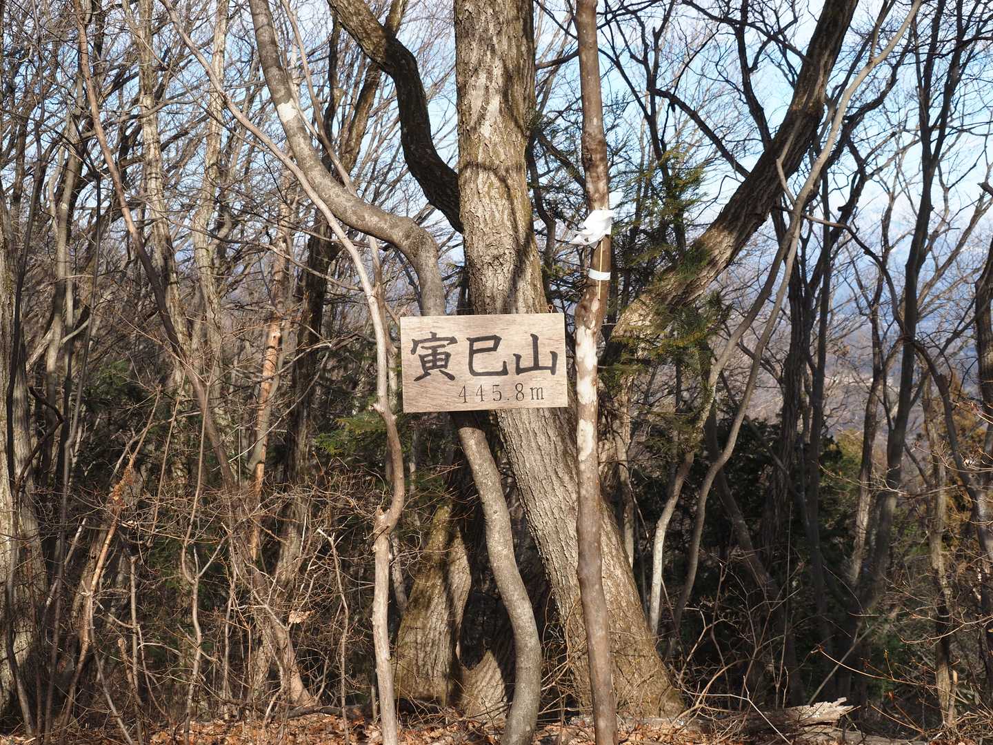 寅巳山 往復コースの写真